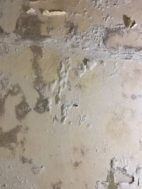 Best Residential Mold Remediation in Clear Lake, IA